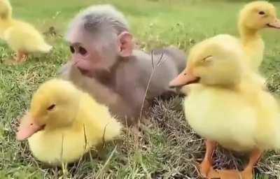 Here's a monkey with his ducklings buddies