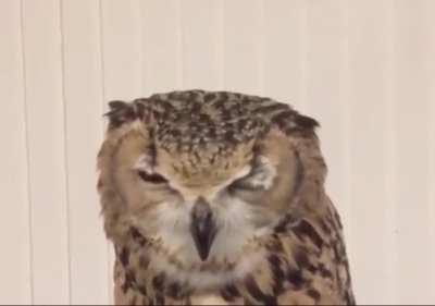 turn your sound on to hear an owl sneezing I promise it’ll melt your heart