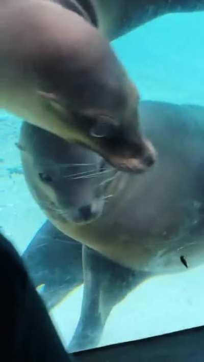 sea lions at Brookfield zoo chase after a bug outside their enclosure