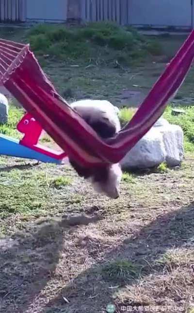 Baby panda trying to get on a hammock...