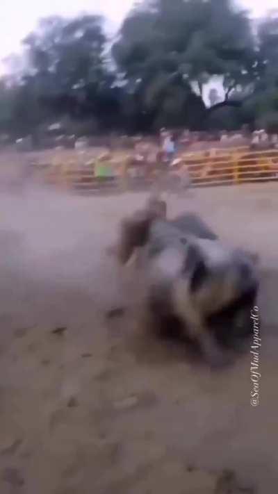 next levelsteer wrestling 