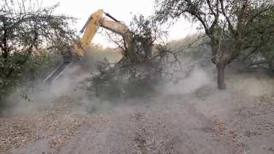 Poppin out an almond orchard