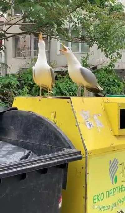 Two seagulls on the top of the dumpster 'laughing'.