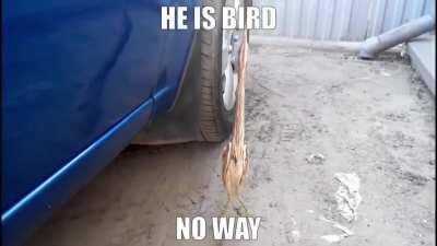 he is bird