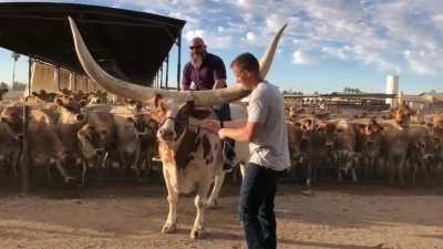 The Horns on this Watusi Bull