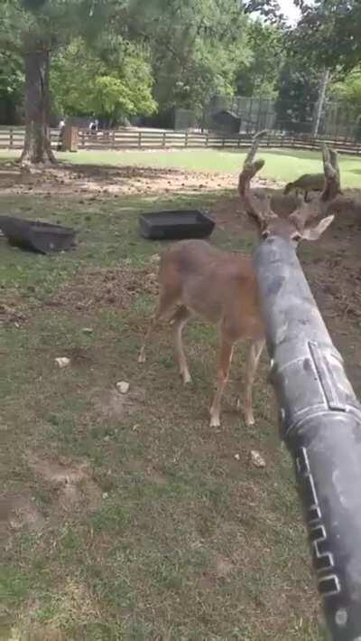 Deer are basically forest puppies