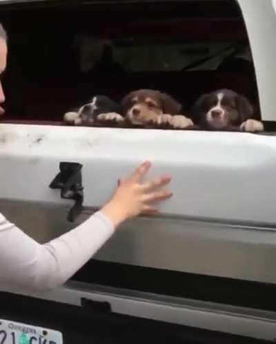 Pups in the trunk