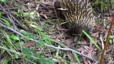 Echidna going for a walk