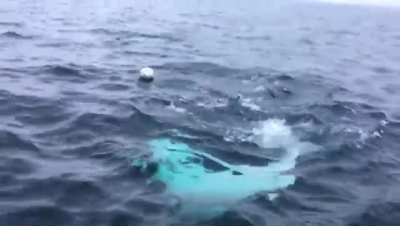 🔥 This playful beluga whale fetching a rugby ball 🔥