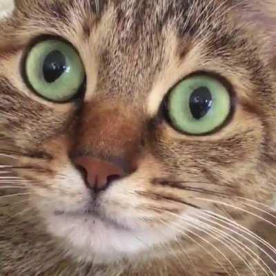 apparently cats’ eyes dilate when they hiccup and it’s about the cutest thing ever