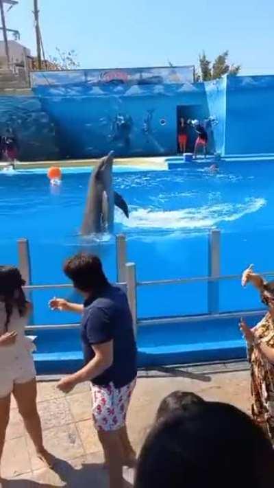 To watch a dolphin show