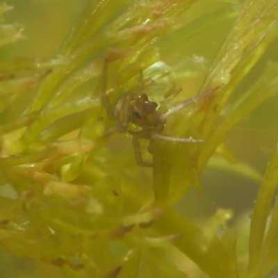 A spider that lives its life almost entirely underwater, the diving bell spider