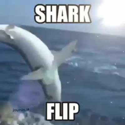 Shark flip