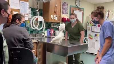 Parrot dancing with veterinarians