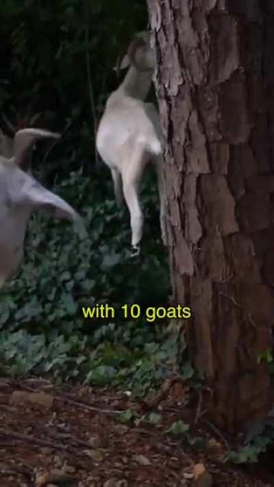 GOAT business