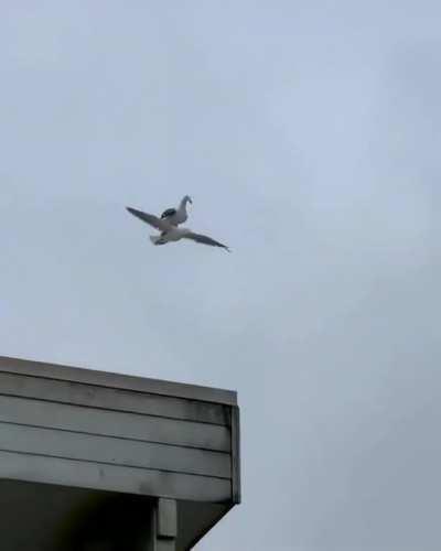 Seagull riding seagull