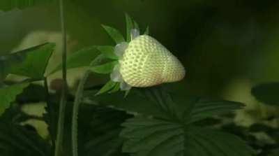 All Stages Of Strawberry Growth.