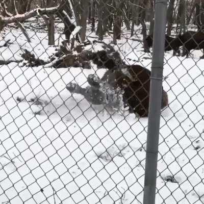 Bouncy Bison zoomies after the first snow fall of the year