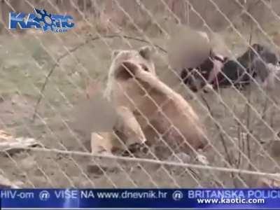 Bear Attacks Man Playing Music In Enclosure