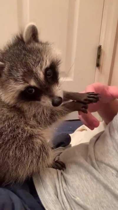 Hand massage from baby trash pandas are the BEST