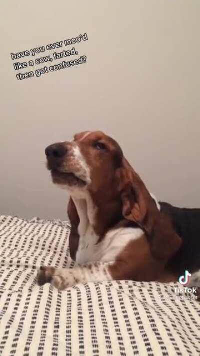 Basset Hounds