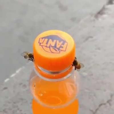 🔥 A pair of Bees working together to open a bottle lid