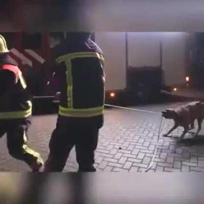 Doggo, the firefighter