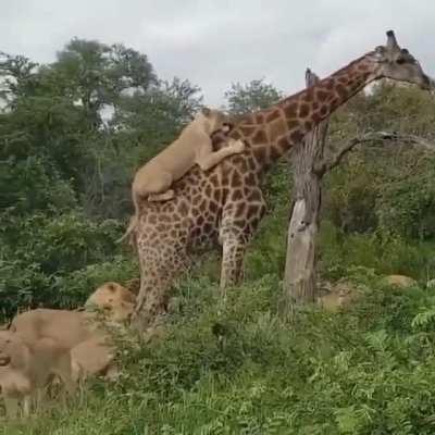 🔥 Giraffe vs. Pride of Lions