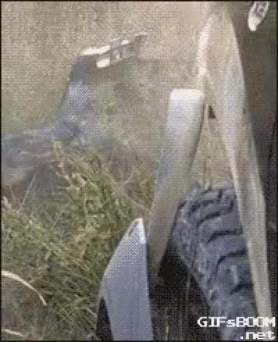 Alligator vs Truck