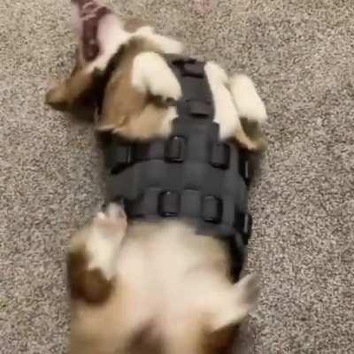 Tacticool corgi does combat rolls