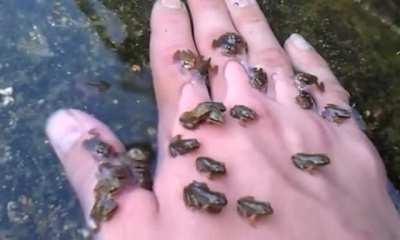 Found these little fellas in a river