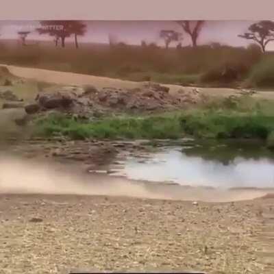 Gazelle amazingly jukes to escape Lion's attack