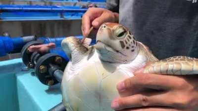 Brushing a Sea Turtle.