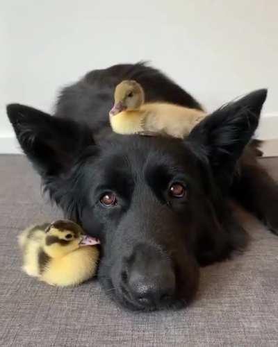 Kind hearted German shepherd hanging out with her duckling friends