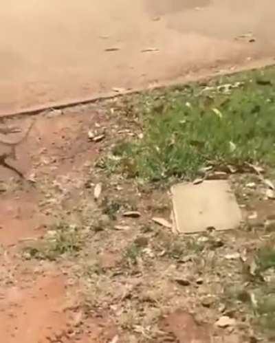 The way this lizard runs