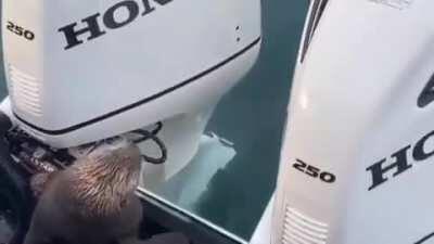 🔥 Seal jumps on the boat to save itself from Orca killer whale 🔥