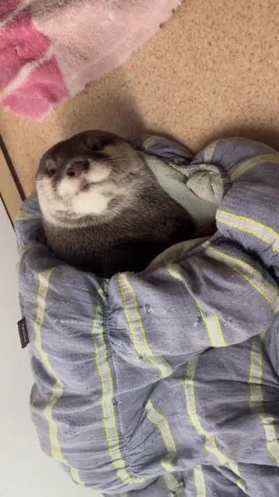 Don't wake otter before alarm.