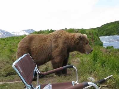 Bear sits next to a guy.