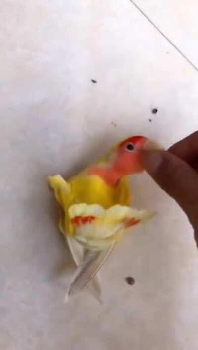 This parrot can play bowling, dunk, turn over, play dead and throw coins.