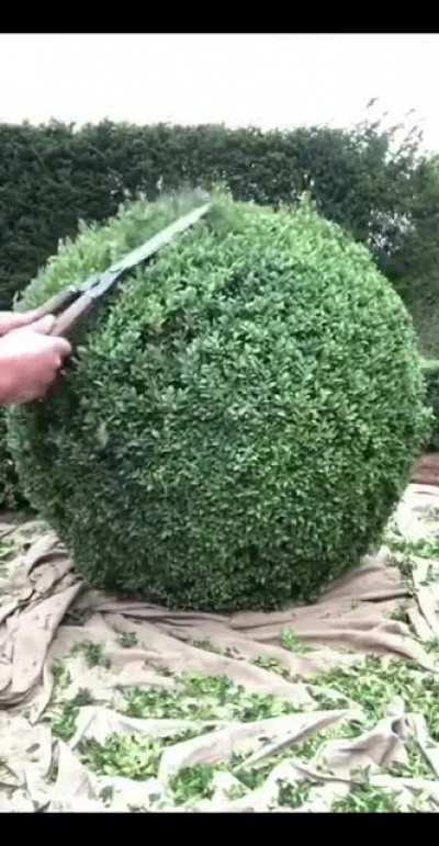 Clipping Boxwood into a Ball