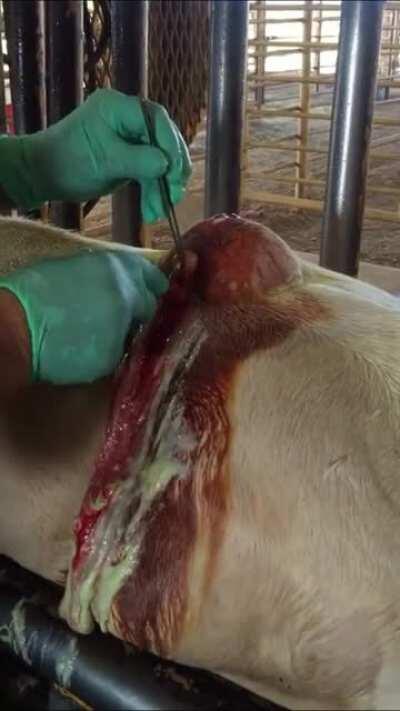 Infected Abscess on Calf’s Back