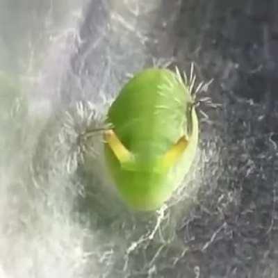 Angled Sunbeam Caterpillar (Curetis acuta, Lycaenidae). When threatened, the caterpillar telescopes these structures outwards of their sheath in the form of a bouquet of hair-like tentacles which whirl around. This is presumably a defensive mechanism desi