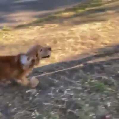 Old boye is blind but can still sense his human with their scent