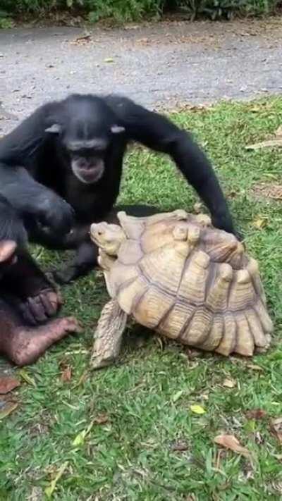 Chimp sharing fruit with a tortoise