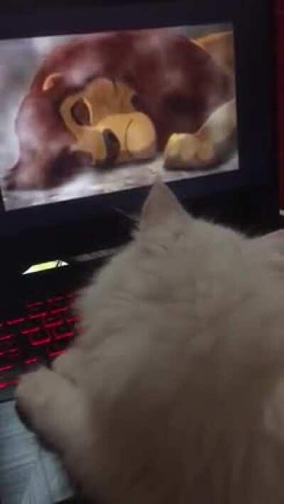 This is what my Kitty did while watching Lion King.