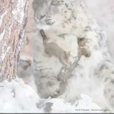 The Snow Leopard is the National Predator of Pakistan and this film was captured in GB by WWFPakistan