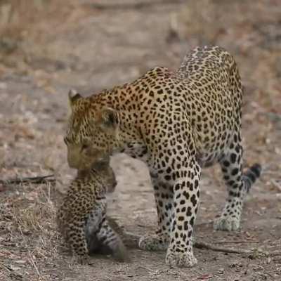 Leopard mom and her cub.