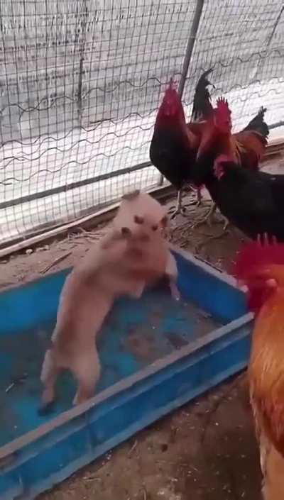 Chickens hosting illegal underground fight between the two puppies