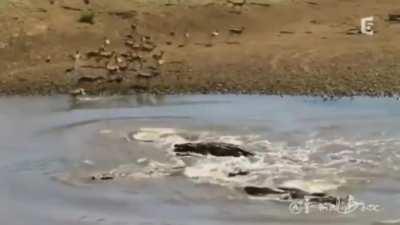 🔥 Gazelle run straight into a float of crocodiles.