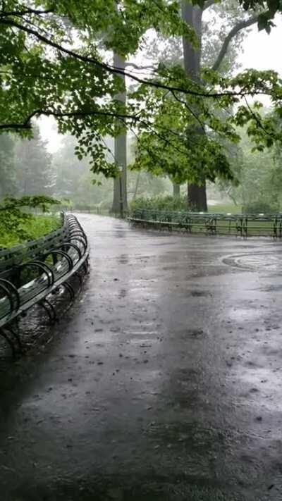 Summer rain in Central Park